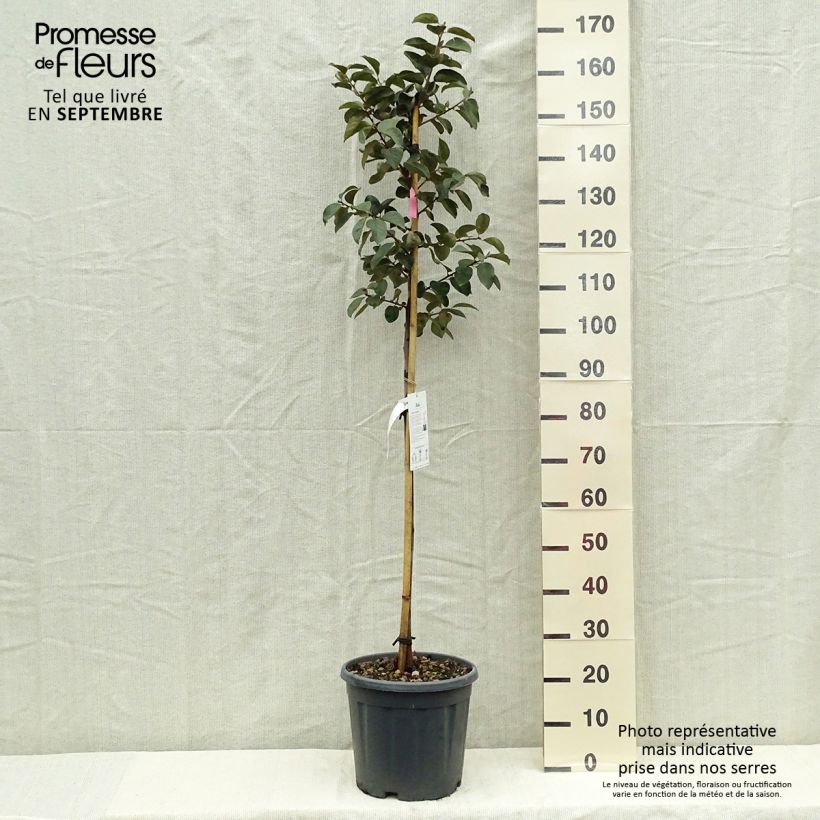 Spécimen de Plaqueminier, Kaki - Diospyros kaki Tipo Pot de 12L/15L, Demi-Tige tel que livré en automne