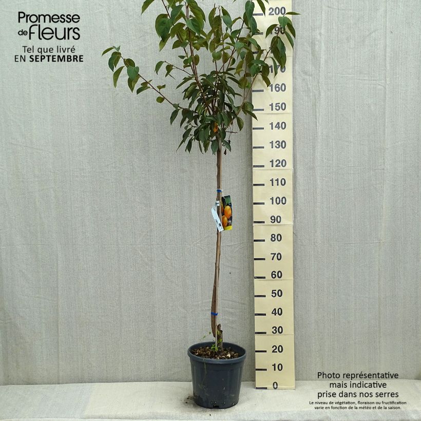 Spécimen de Plaqueminier, Kaki - Diospyros kaki Vanillia Demi-tige en pot de 12l/15l tel que livré en été