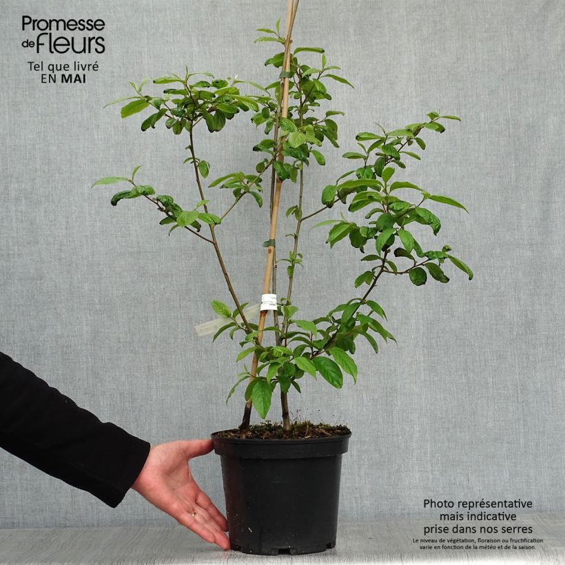 Spécimen de Plaqueminier, Kaki - Diospyros lotus - Pot de 3L/4L tel que livré au printemps
