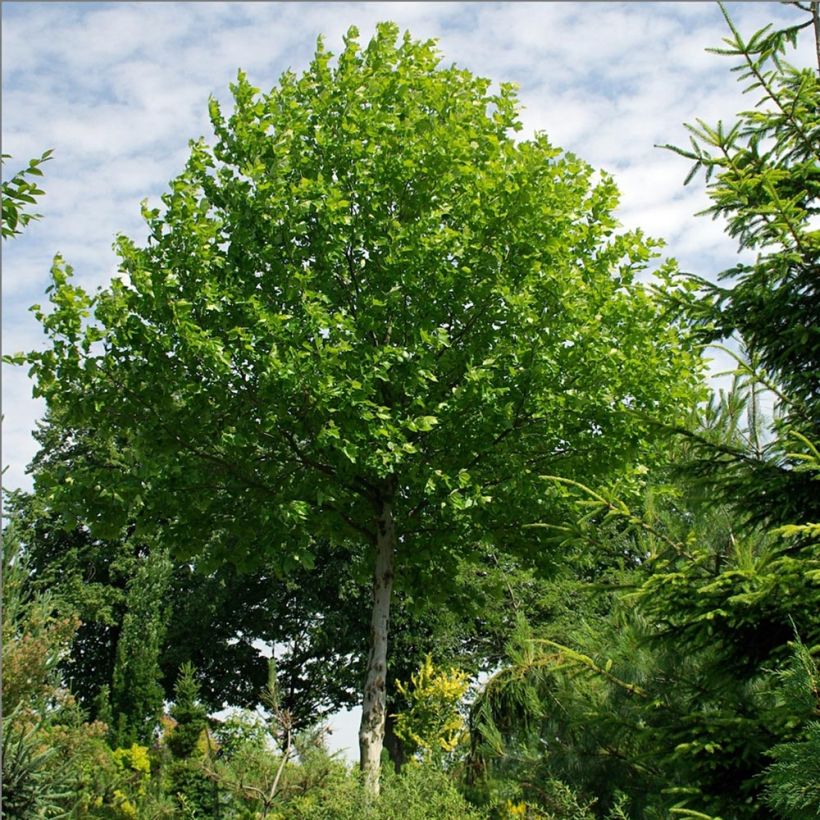 Morus alba - Mûrier blanc  (Port)