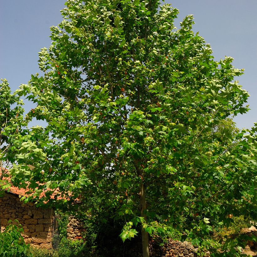 Platanus acerifolia - Platane commun, à feuilles d'érable (Feuillage)