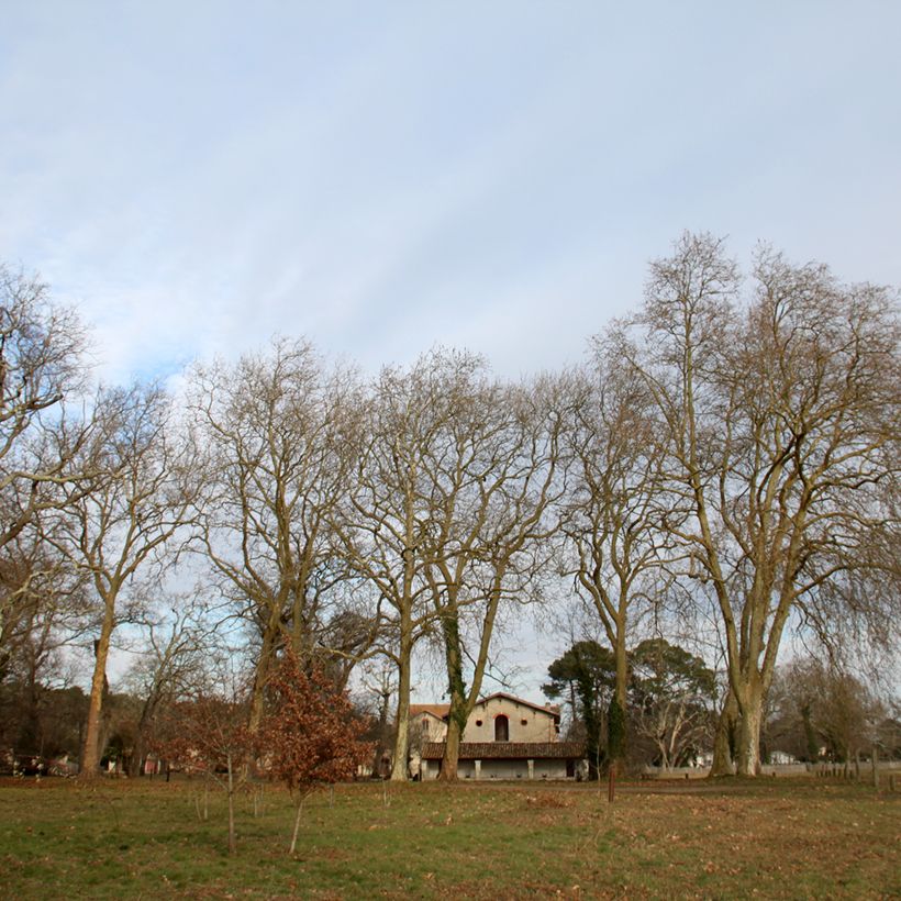 Platanus acerifolia - Platane commun, à feuilles d'érable (Port)