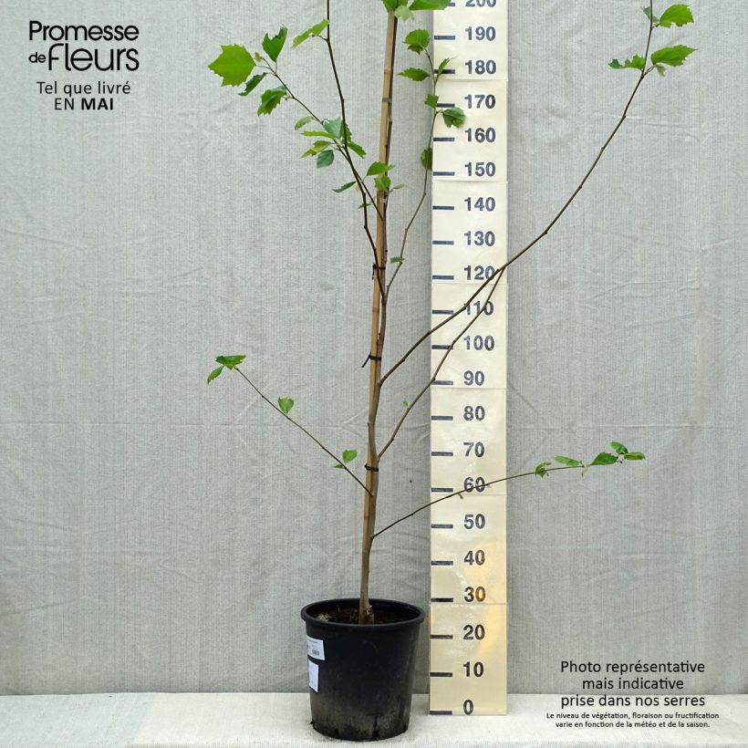Spécimen de Platanus acerifolia - Platane commun, à feuilles d'érable pot de 10L tel que livré au printemps
