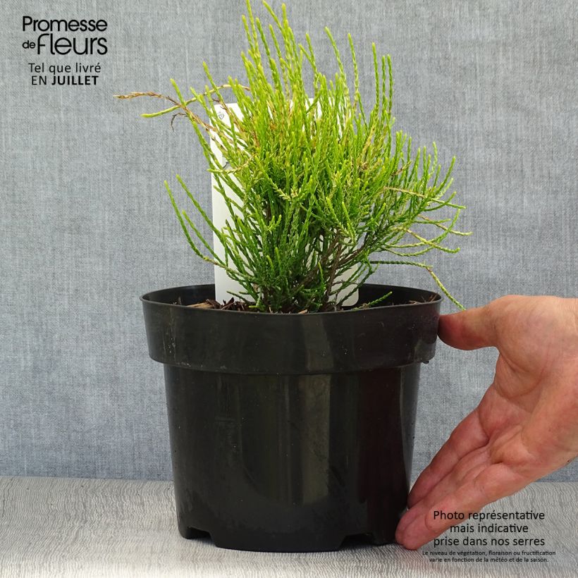 Spécimen de Platycladus orientalis Franky Boy  Pot de 2L/3L tel que livré en été