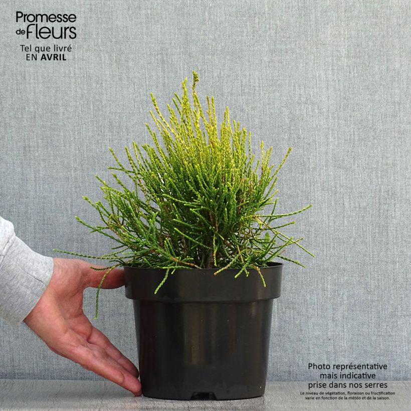 Spécimen de Platycladus orientalis Franky Boy en pot de 2/3L tel que livré au printemps