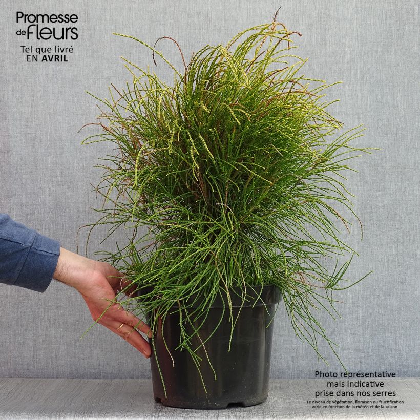 Spécimen de Platycladus orientalis Franky Boy en pot de 7,5/10l tel que livré au printemps