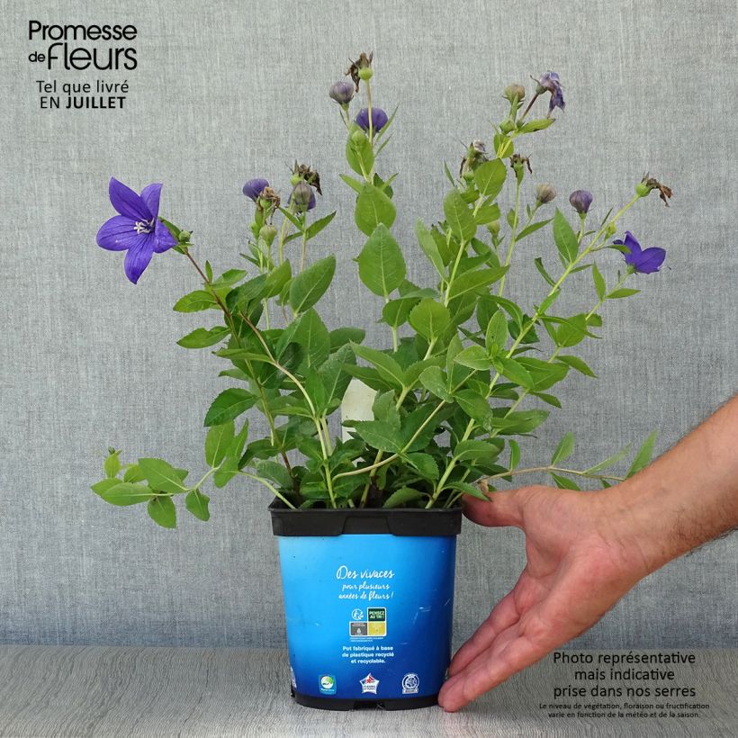 Spécimen de Platycodon grandiflorus Astra Blue Pot de 2L/3L tel que livré en été