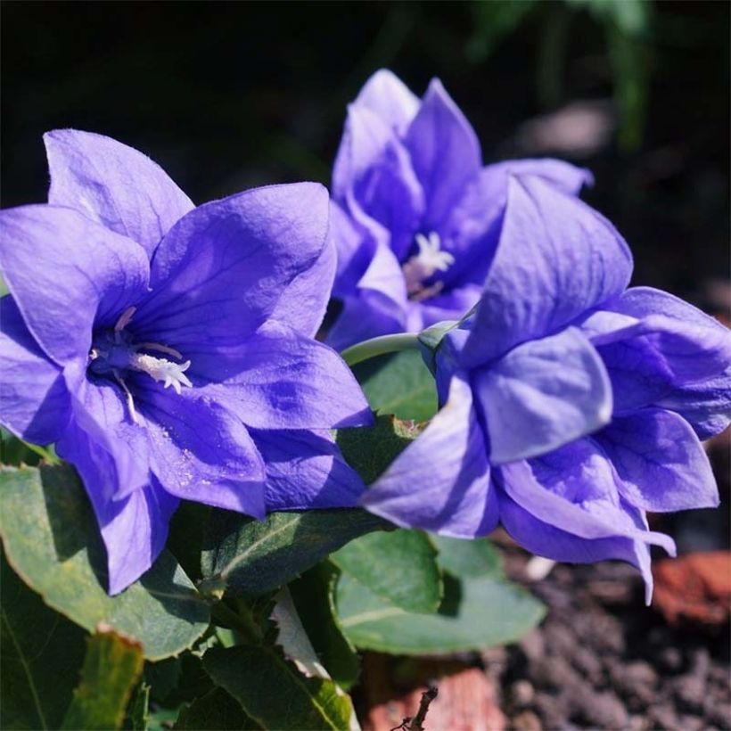 Platycodon grandiflorus Astra Blue (Floraison)