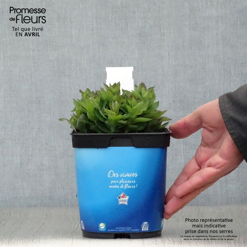 Spécimen de Platycodon grandiflorus Astra Blue Pot de 2L/3L tel que livré au printemps