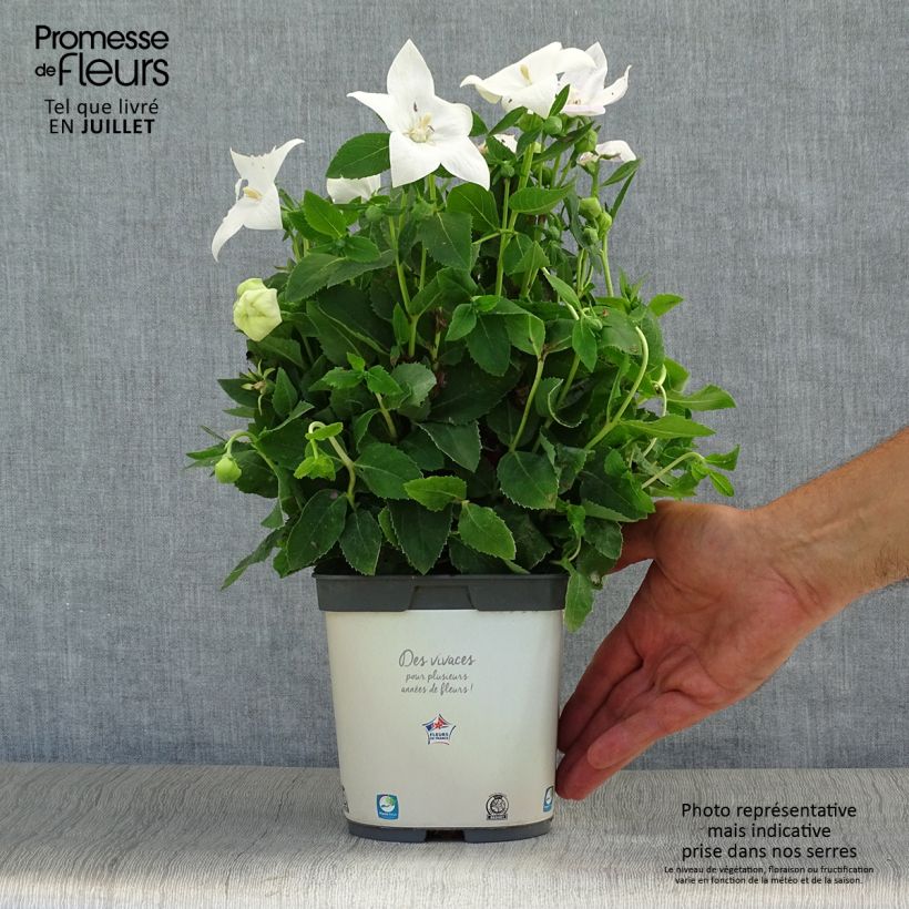 Spécimen de Platycodon grandiflorus Astra White Pot de 2L/3L tel que livré en été