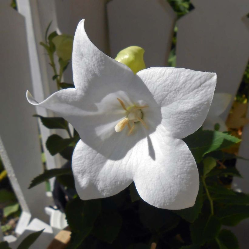 Platycodon grandiflorus Astra White (Floraison)