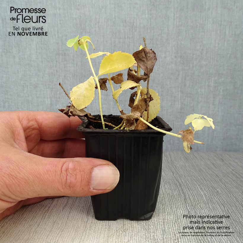 Spécimen de Platycodon grandiflorus Fuji White tel que livré en automne