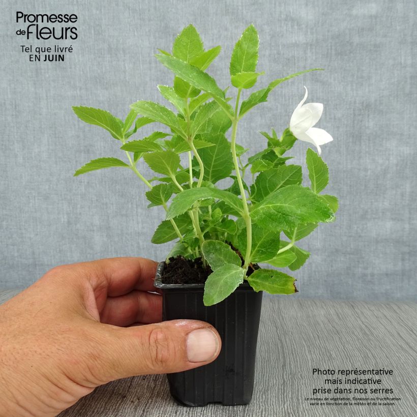 Spécimen de Platycodon grandiflorus Fuji White Godet de 7/8 cm tel que livré en été