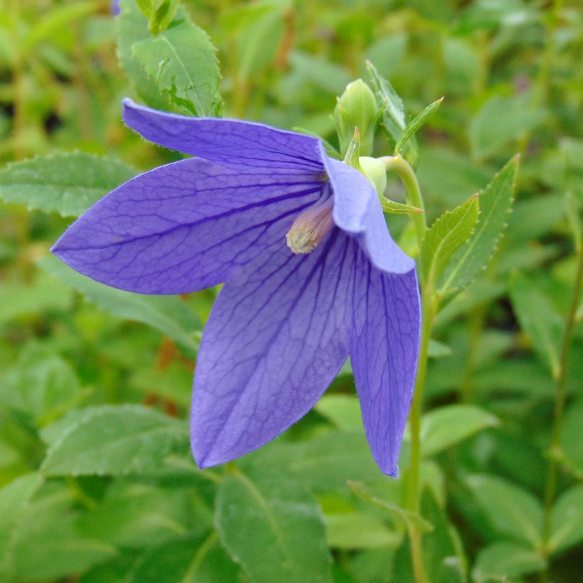 Platycodon grandiflorus Mariesii (Floraison)