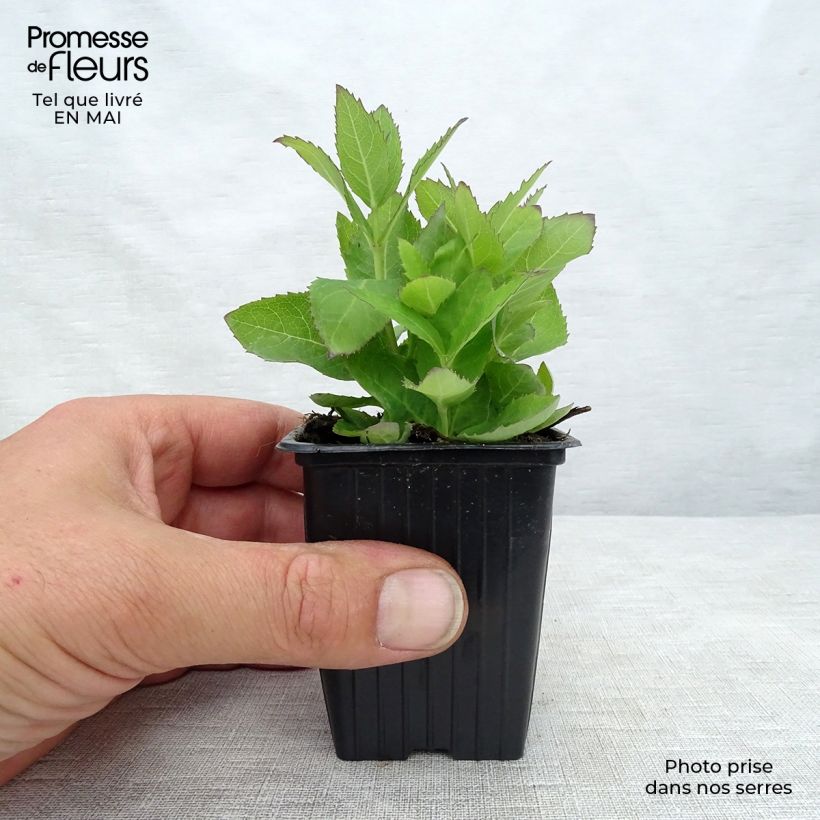 Spécimen de Platycodon grandiflorus Mariesii Godet de 7/8cm tel que livré au printemps