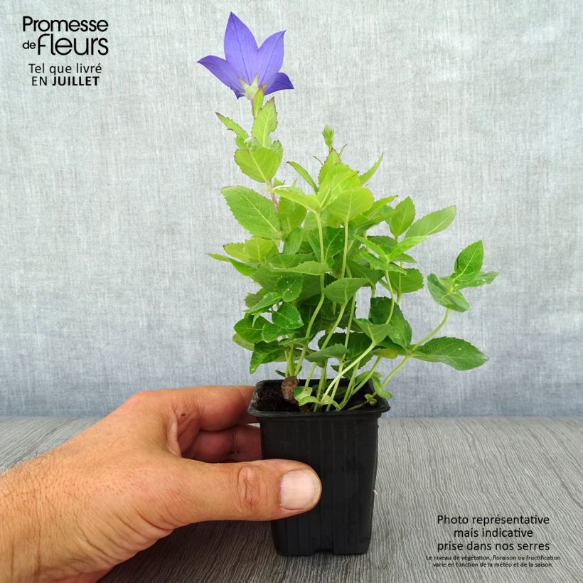 Spécimen de Platycodon grandiflorus Mariesii Godet de 7/8 cm tel que livré en été