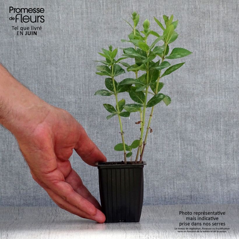 Spécimen de Platycodon grandiflorus Perlmutterschale Godet de 7/8 cm tel que livré en été