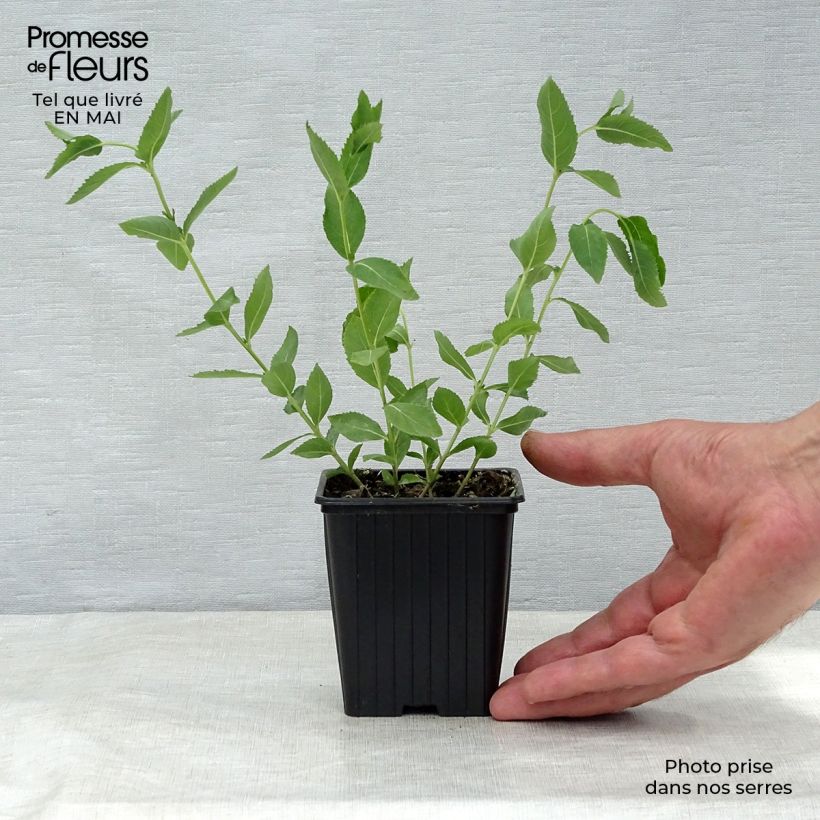 Spécimen de Platycodon grandiflorus Perlmutterschale Godet de 7/8 cm tel que livré au printemps