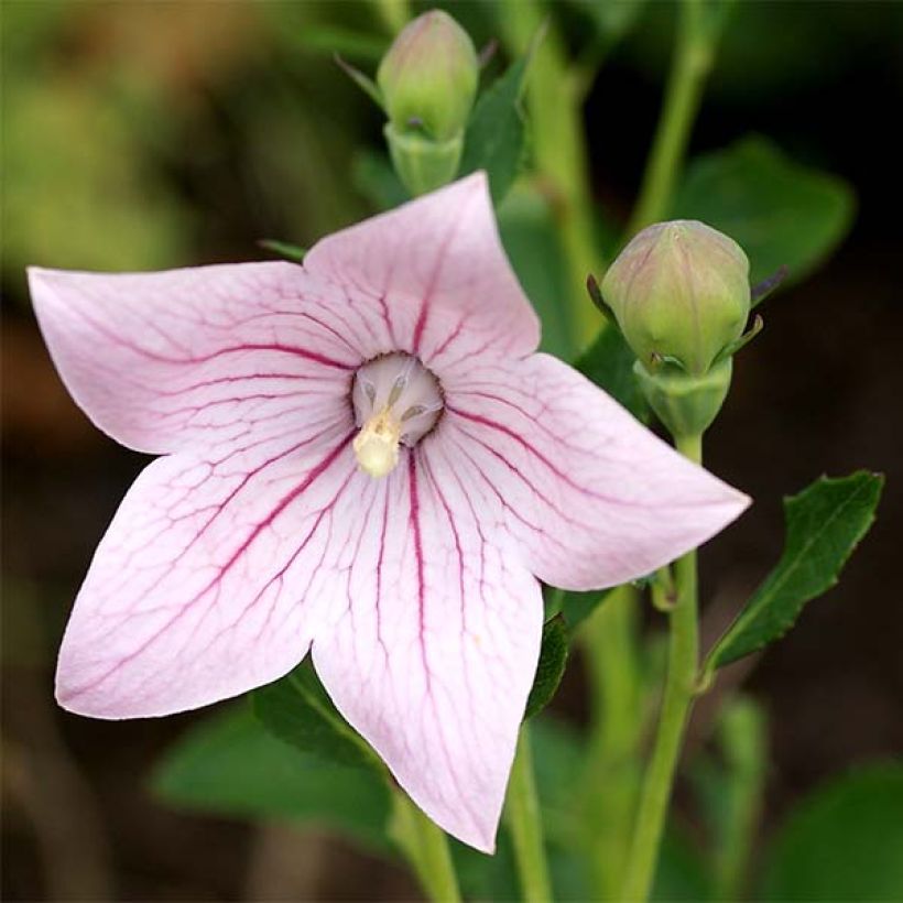 Platycodon grandiflorus Perlmutterschale (Floraison)