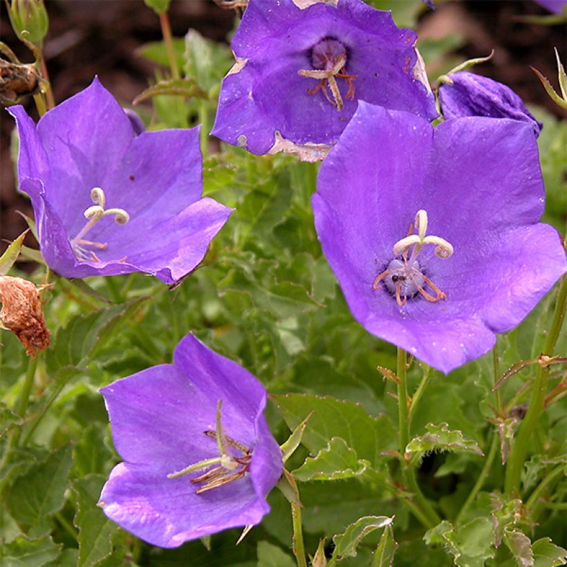 Platycodon grandiflorus Zwerg (Floraison)