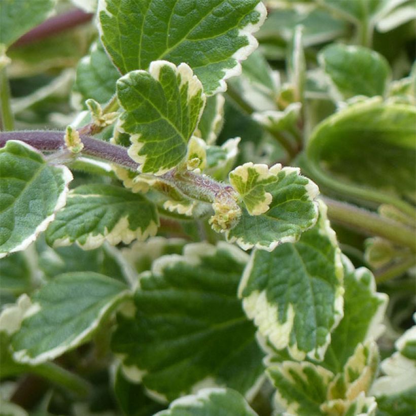 Plectranthus coleoides Variegatus panaché (Feuillage)