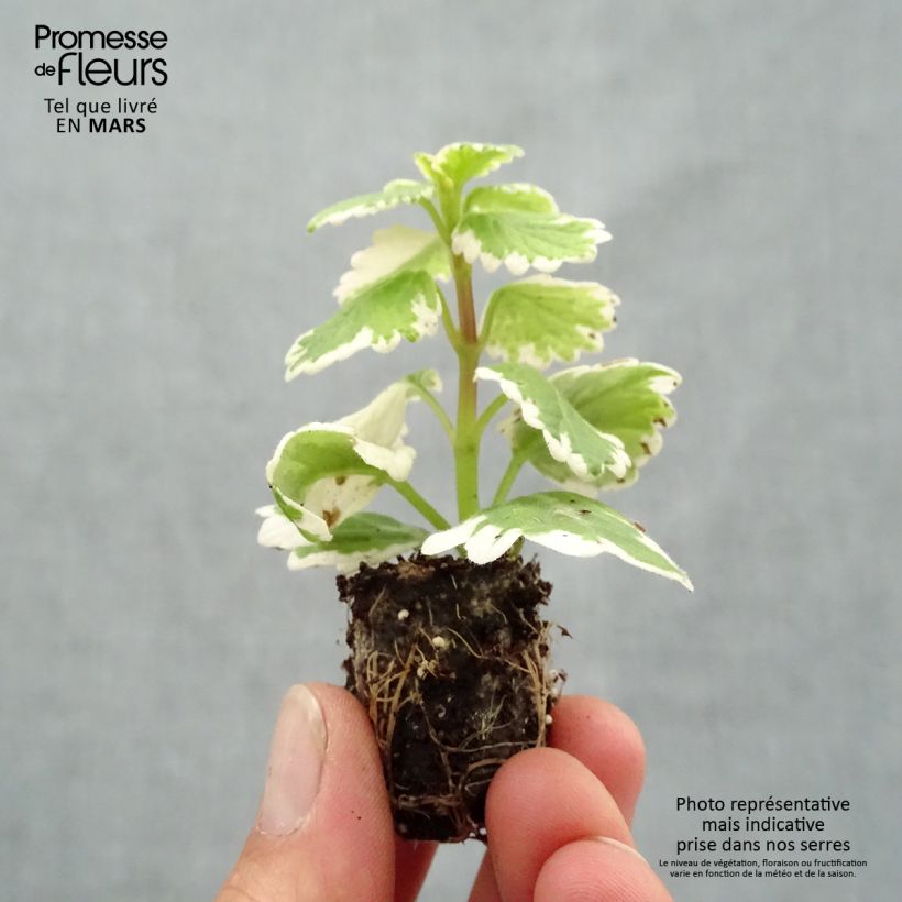 Spécimen de Plectranthus coleoides Variegatus panaché Mini-motte 2,5 cm tel que livré au printemps
