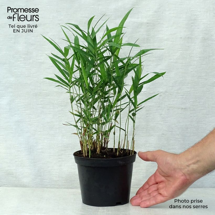 Spécimen de Pleioblastus argenteostriatus f. pumilus - Bambou nain Pot de 1L/1,5L tel que livré en été