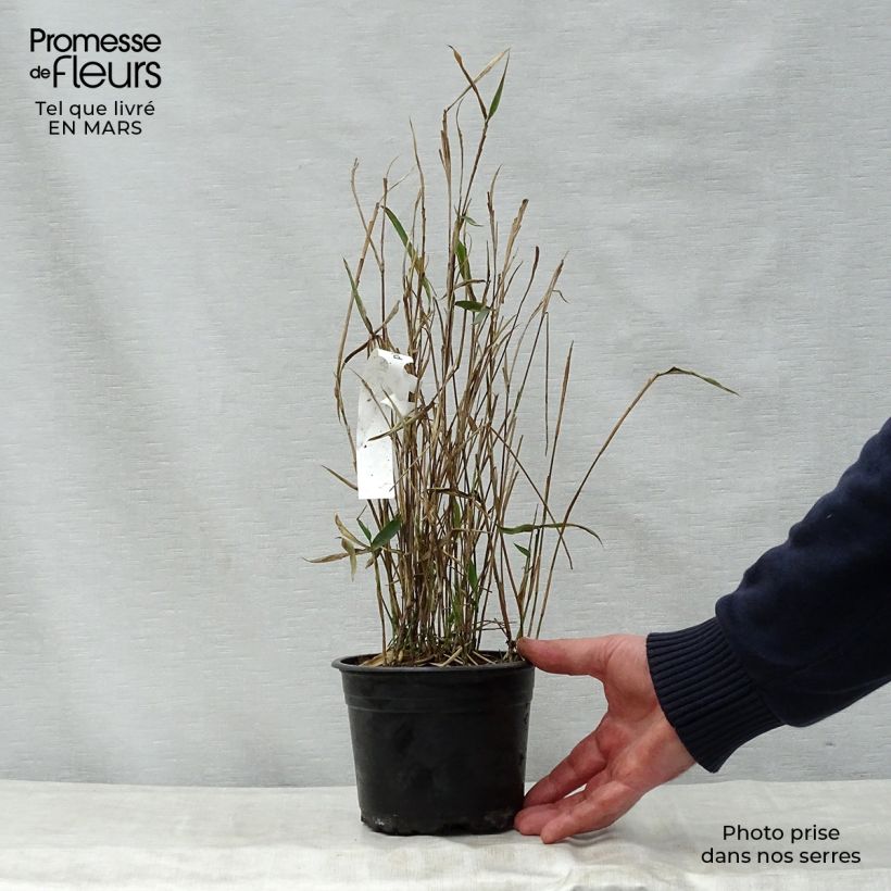 Spécimen de Pleioblastus argenteostriatus f. pumilus - Bambou nain Pot de 1L/1,5L tel que livré au printemps
