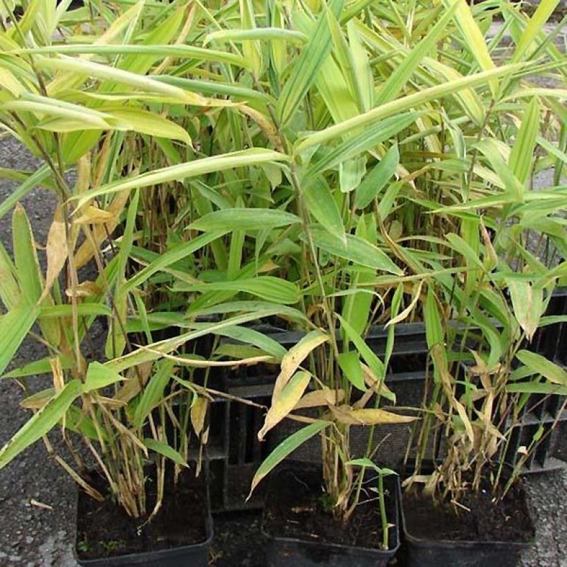 Pleioblastus auricomus - Bambou nain doré (Feuillage)