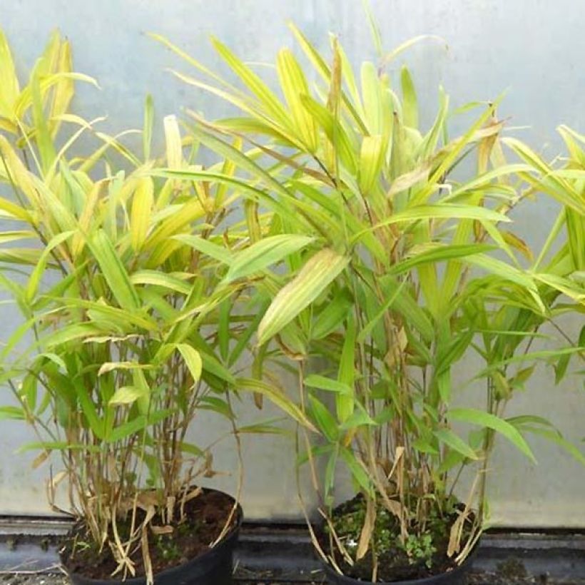 Pleioblastus auricomus - Bambou nain doré (Port)