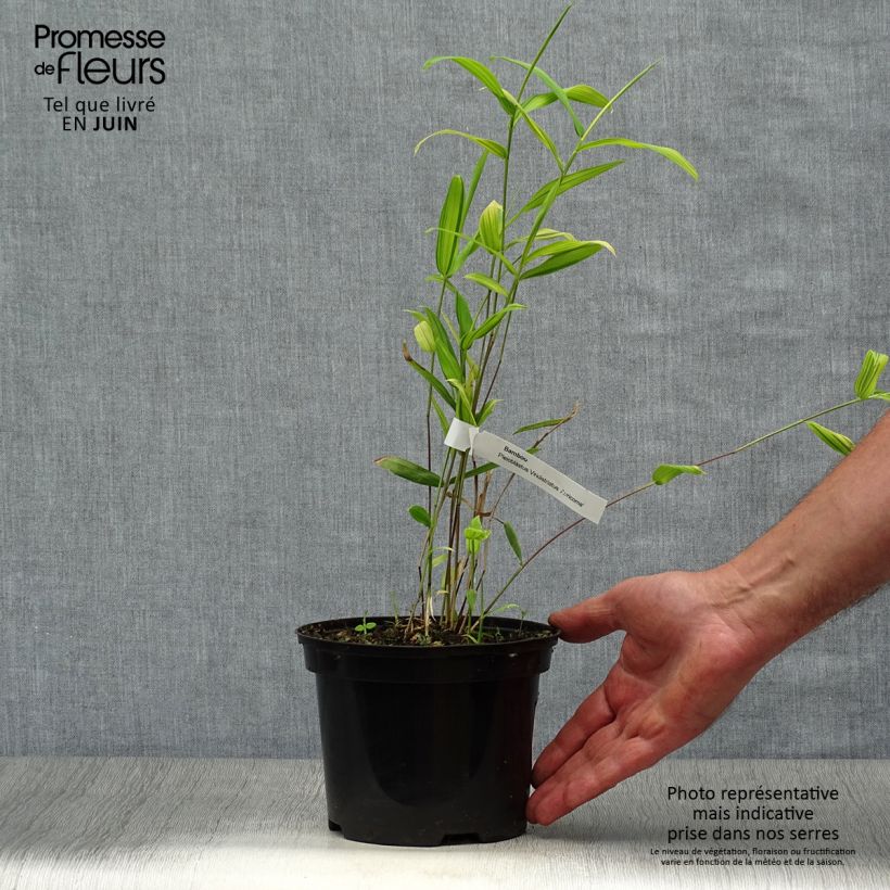 Spécimen de Pleioblastus auricomus - Bambou nain doré Pot de 1L/1,5L tel que livré en été