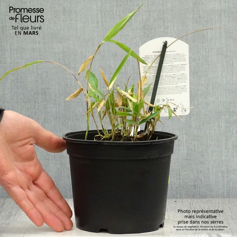 Spécimen de Pleioblastus auricomus - Bambou nain doré Pot de 1L/1.5L tel que livré au printemps