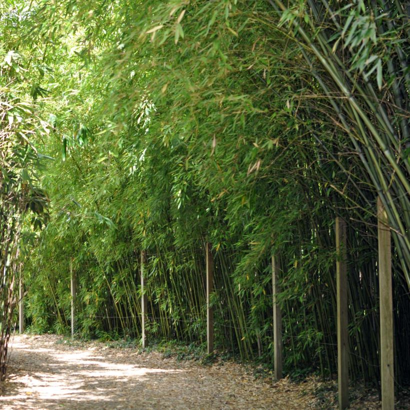 Pleioblastus chino - Bambou moyen (Port)
