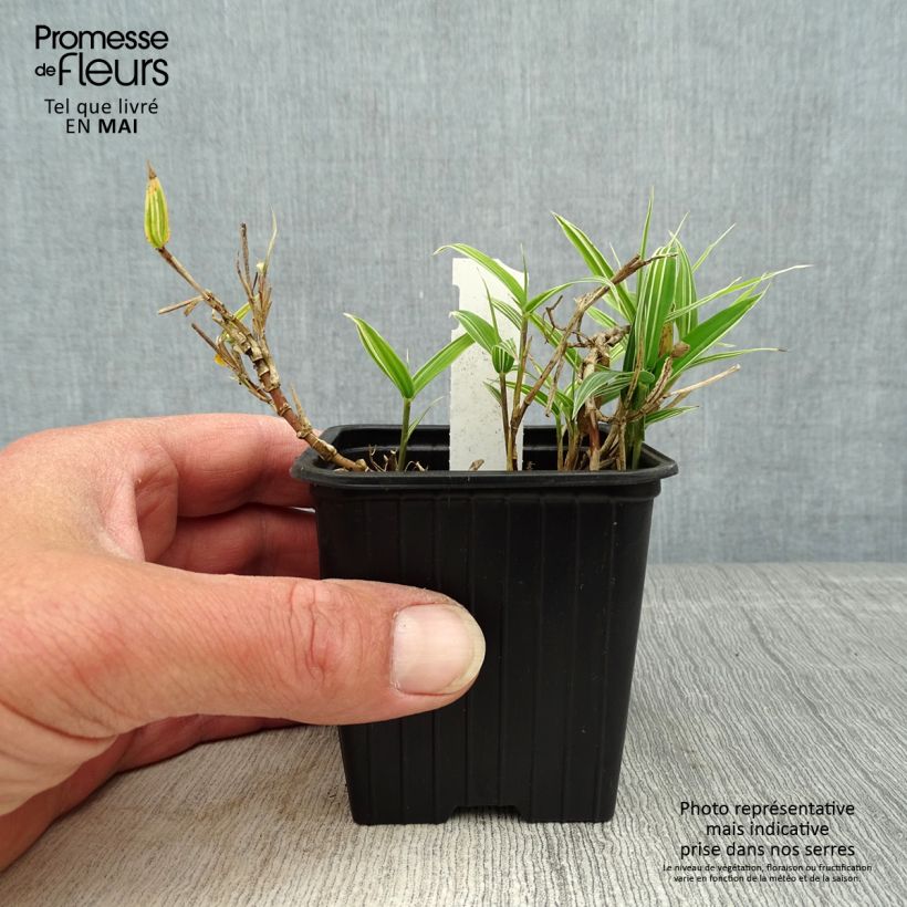 Spécimen de Pleioblastus chino Elegantissimus - Petit bambou panaché Godet de 8 cm tel que livré au printemps