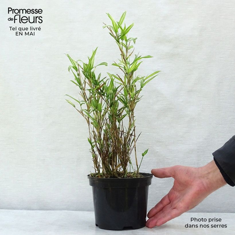 Spécimen de Pleioblastus fortunei Variegatus - Bambou nain Pot de 1L/1,5L tel que livré au printemps