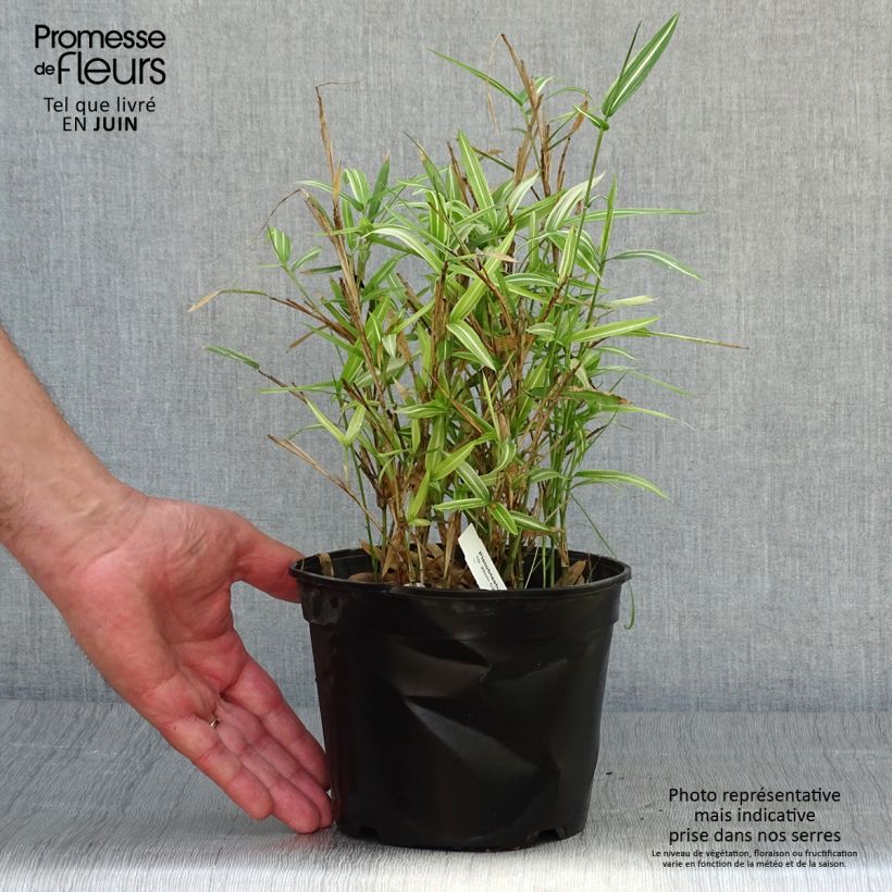 Spécimen de Pleioblastus fortunei Variegatus - Bambou nain Pot de 1L/1,5L tel que livré en été