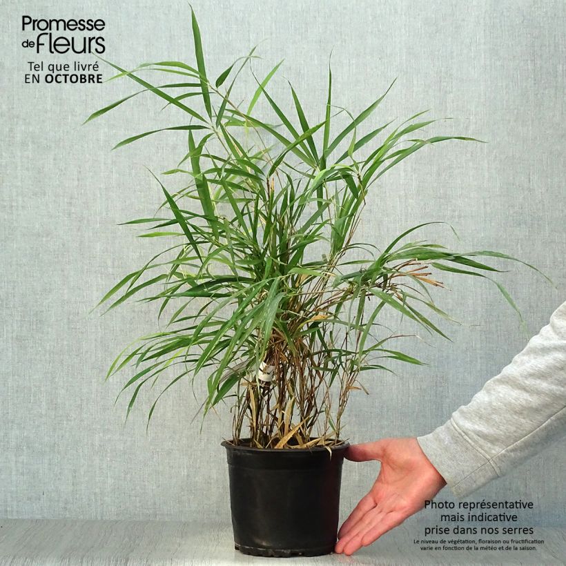 Spécimen de Pleioblastus linearis - Bambou moyen 2/3L tel que livré en automne