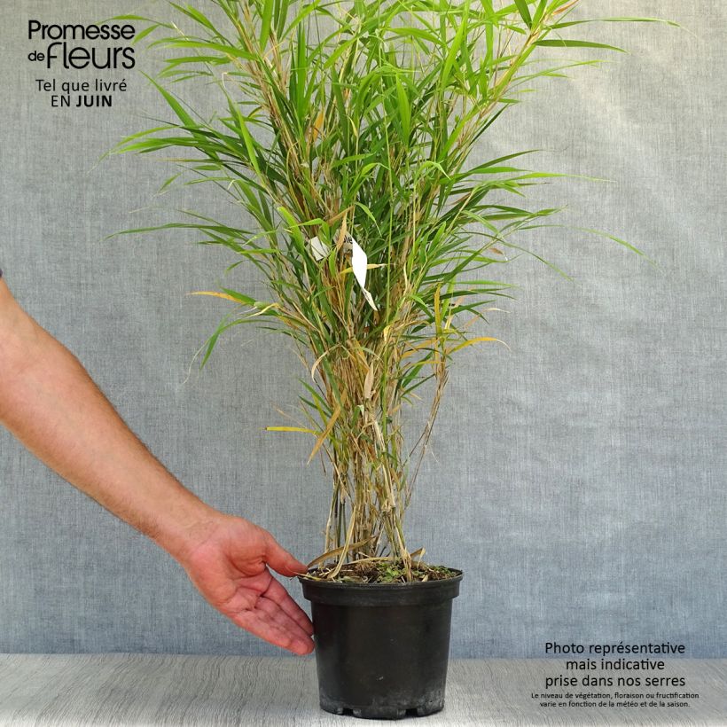 Spécimen de Pleioblastus linearis - Bambou moyen 2/3L Pot de 2L/3L tel que livré en été