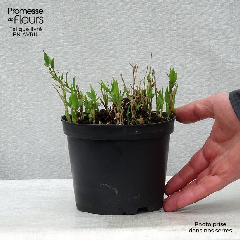 Spécimen de Pleioblastus pygmaeus - Bambou nain Pot de 1L/1,5L tel que livré au printemps