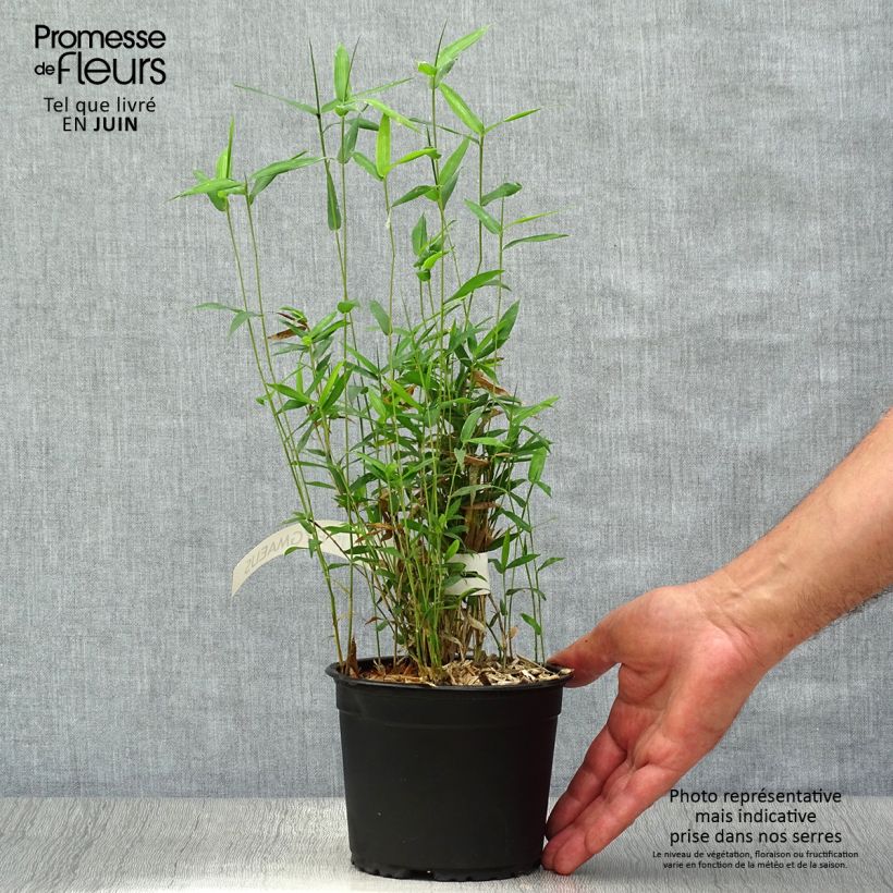 Spécimen de Pleioblastus pygmaeus - Bambou nain Pot de 1L/1,5L tel que livré en été