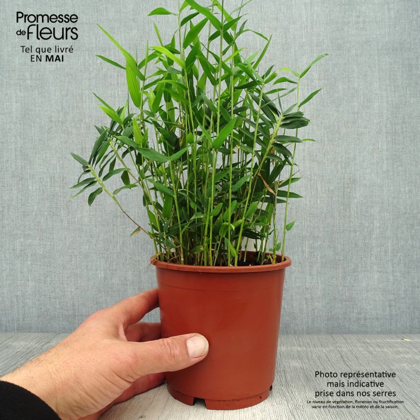 Spécimen de Pleioblastus pygmaeus Distichus - Bambou nain Pot de 1L/1,5LHauteur livrée env. 10cm tel que livré au printemps