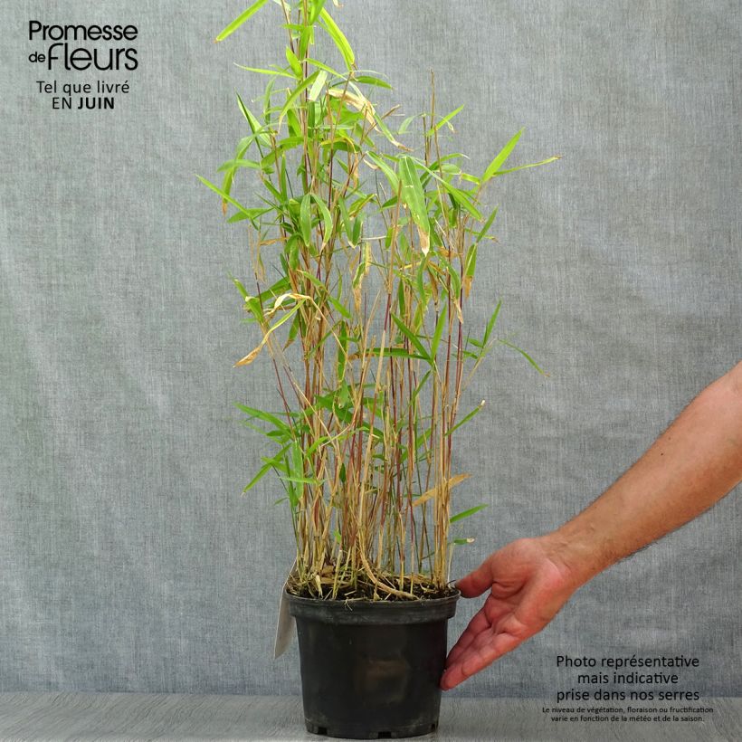 Spécimen de Pleioblastus pygmaeus Distichus - Bambou nain Pot de 2L/3L tel que livré en été