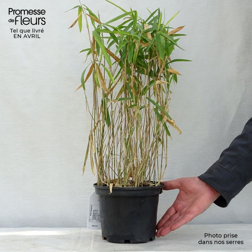 Spécimen de Pleioblastus pygmaeus Distichus - Bambou nain Pot de 2L/3LHauteur livrée env. 60cm tel que livré au printemps
