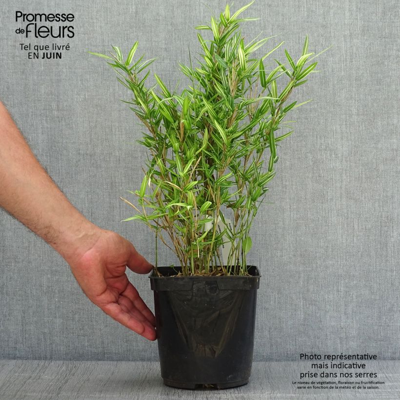 Spécimen de Pleioblastus shibuyanus Tsuboï - Bambou nain panaché Pot de 1,5L/2L tel que livré en été