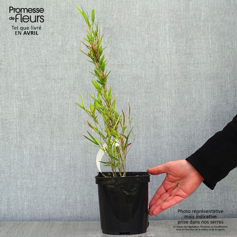 Spécimen de Pleioblastus shibuyanus Tsuboï - Bambou nain panaché Pot de 1,5L/2L tel que livré au printemps