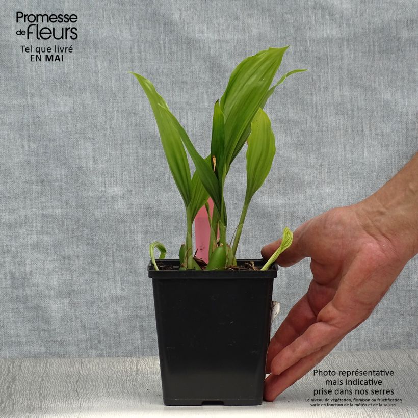 Spécimen de Pleione Glacier Peak - Orchidée terrestre Pot de 1L/1,5L tel que livré au printemps