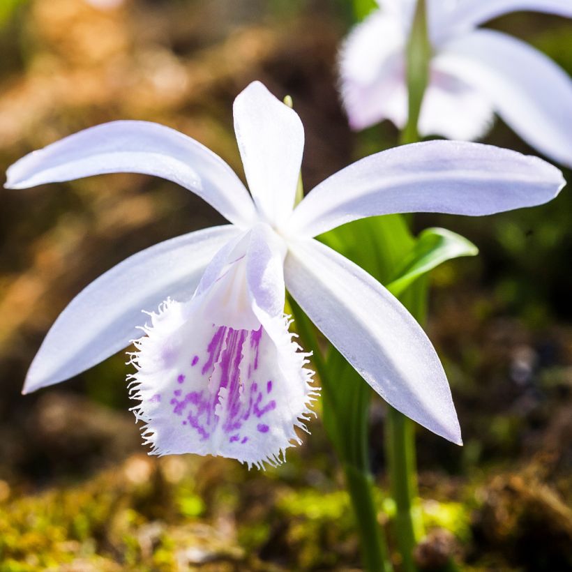 Pleione Glacier Peak - Orchidée terrestre (Floraison)