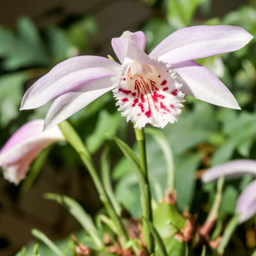 Pleione Glacier Peak - Orchidée terrestre (Port)