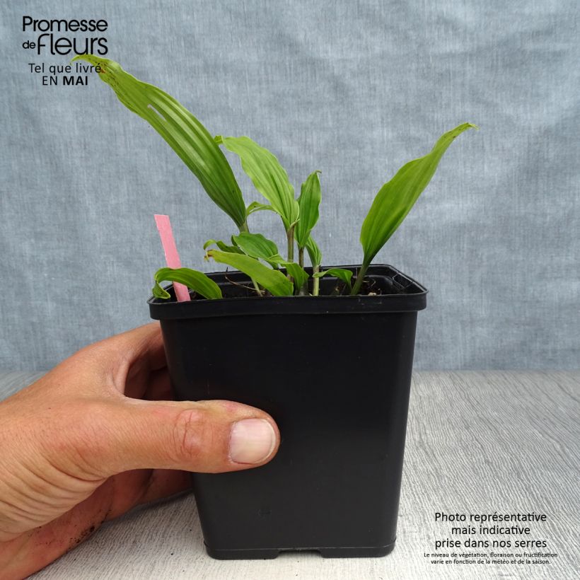 Spécimen de Pleione Tongariro - Orchidée terrestre tel que livré au printemps