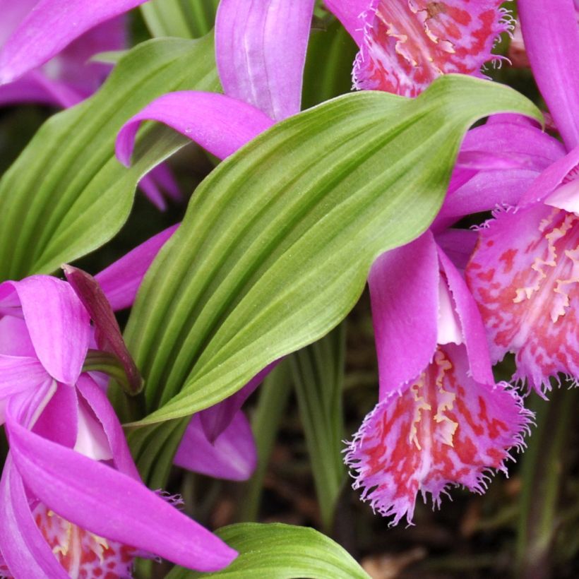 Pleione Tongariro - Orchidée terrestre (Feuillage)